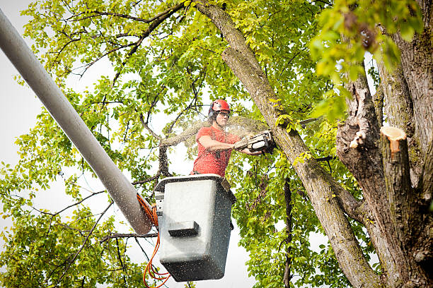 Best Tree Cutting Near Me  in Electra, TX